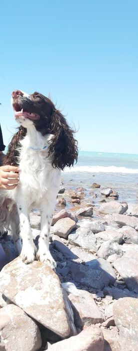 Мальчик спаниель ищит девочку