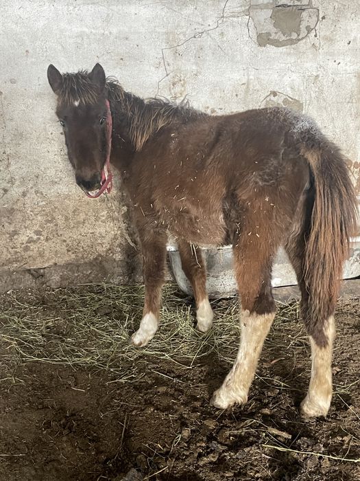 Продается жабагы девочка