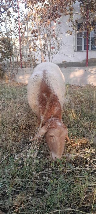 Arashan qõchqor sotiladi srochna