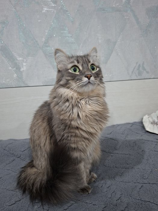 Отдам кошечку в хорошие руки