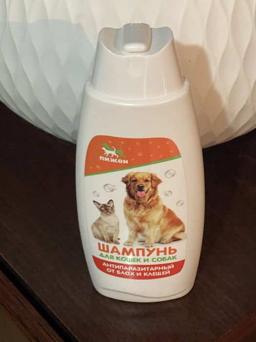 Британка 7 месяцев кошка