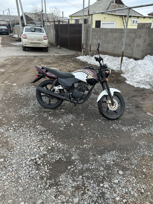 Пролам реисен тигр