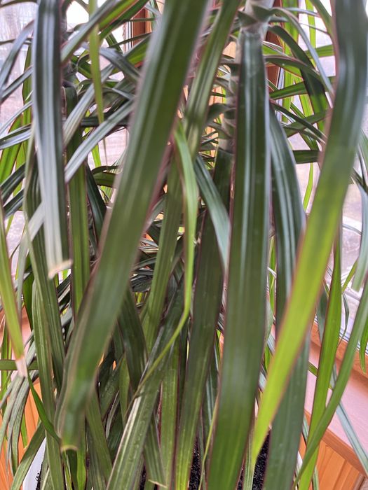 Продам Драцена Узколистная