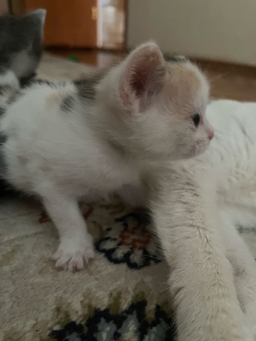 Отдам котят в добрые руки
