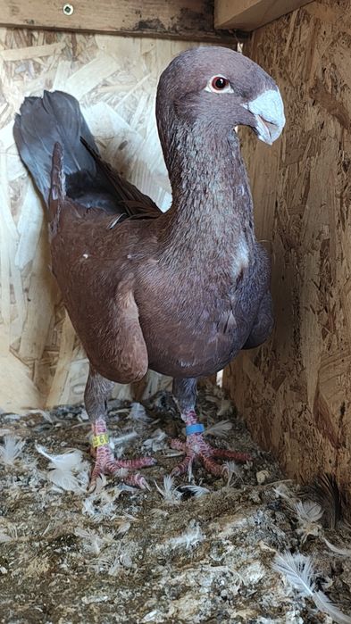 Vând porumbei germani de frumusete