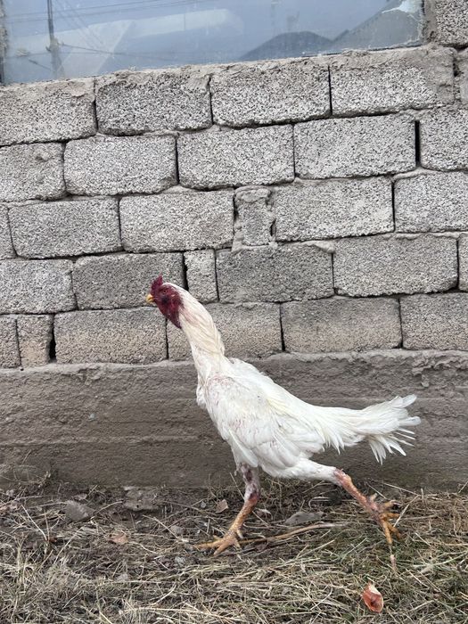 продается петух шамо