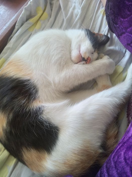 Кошка отдам даром