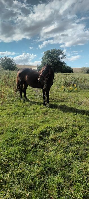 Vand sau schimb cu vitei oi sau capre