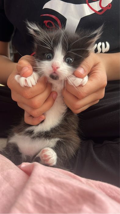 Дарю котят приученные к лотку