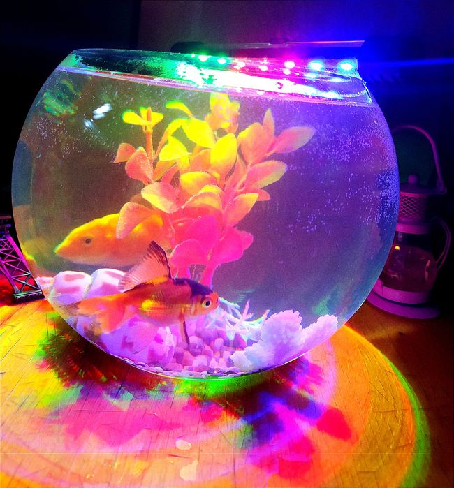 Круглые аквариумы, на 3, 5литров настольный с рыбками