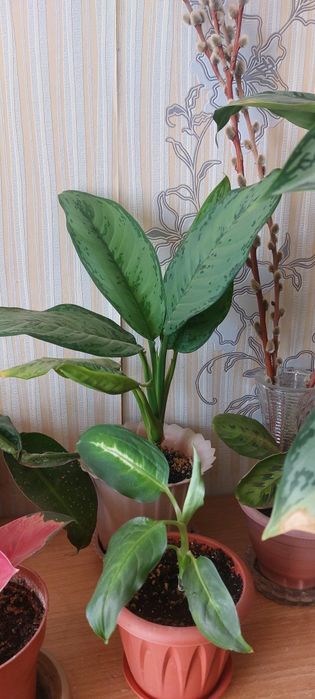 Комнатные растения