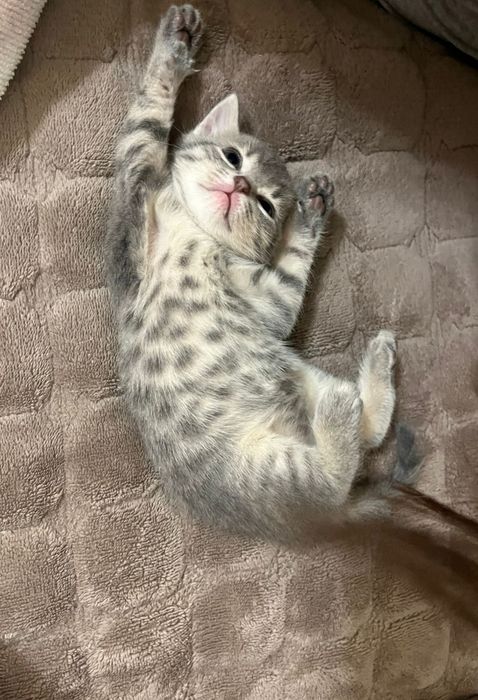 Отдам котёнка девочка