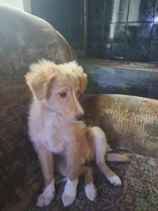 Полугодовалые девочки,дворняжки