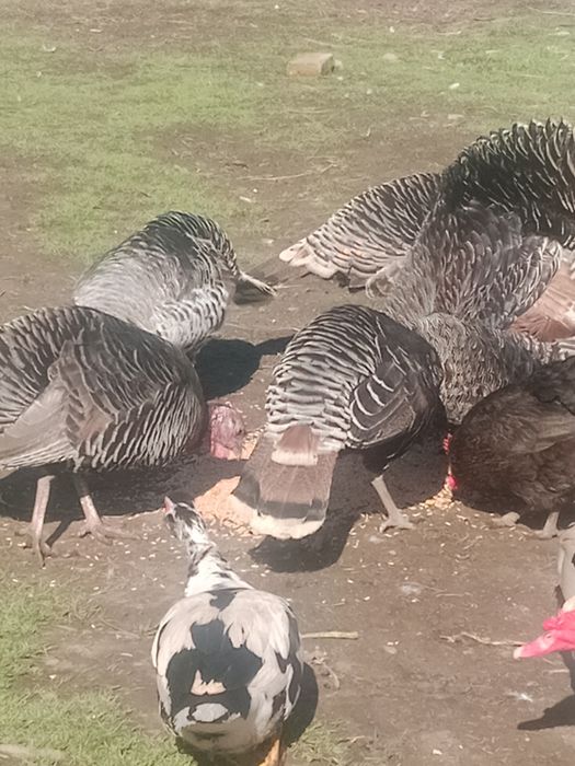 Vând 2 rățoi de anul trecut și curci