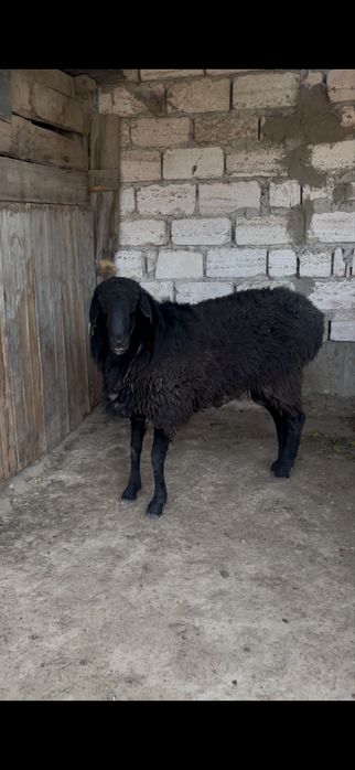 Кошкар сатылат 170 мын