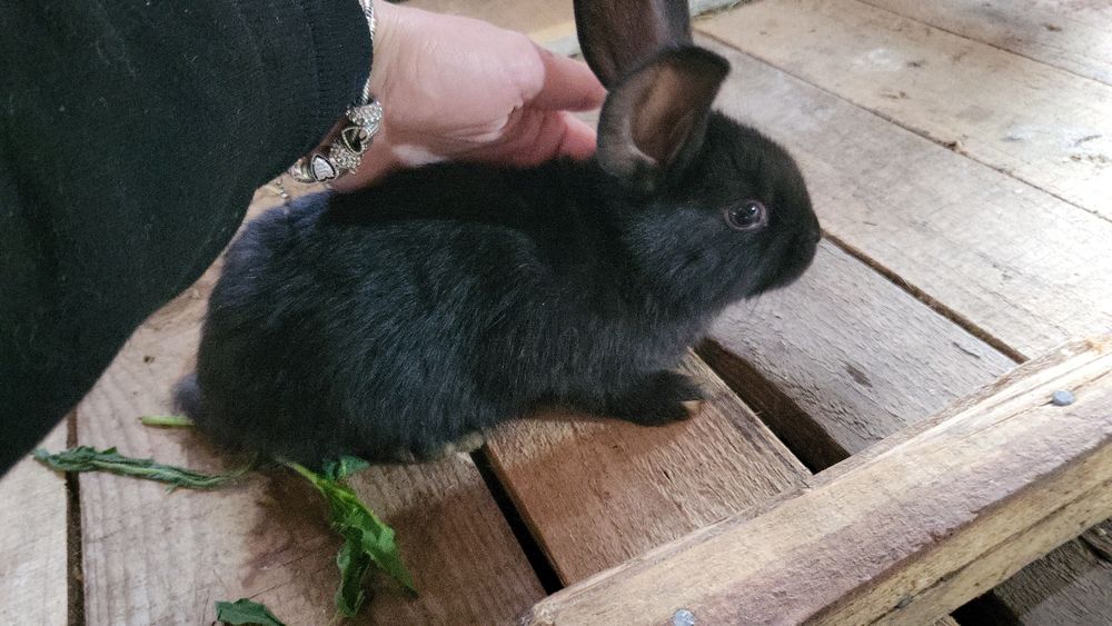 Iepurași mici - Preț Mic