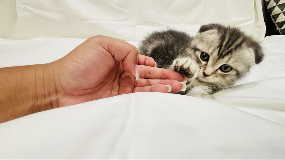 Продам прекрасных котят