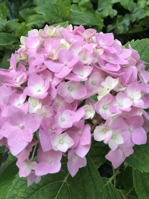 Гортензия макрофила крупнолистная
