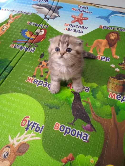 Котята британцы девочки