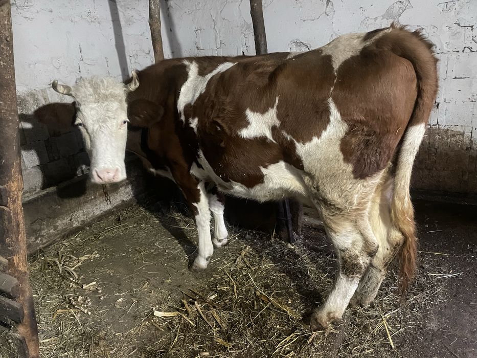 Vaca gestanta in 7 luni, 7 ani are, inca se mulge