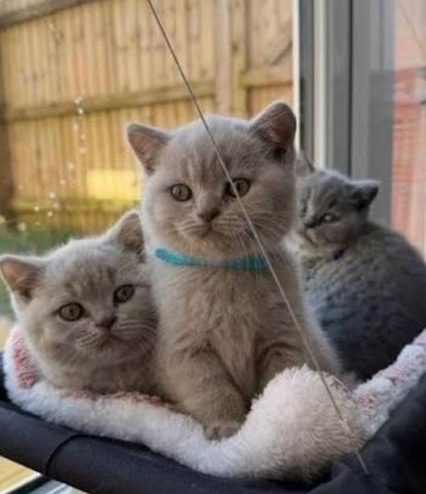 Красивенькие Котята