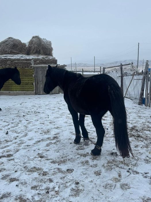 Қара айғыр сатылады 5 ті шығар