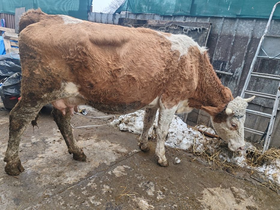 Vaca bălțată cu vitea belgiana