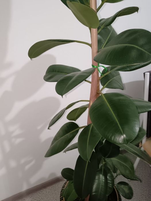 Продам фикус. Высота 1.50.