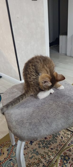 Котёнок девочька