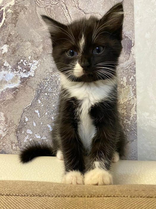 Кошечка бесплатно