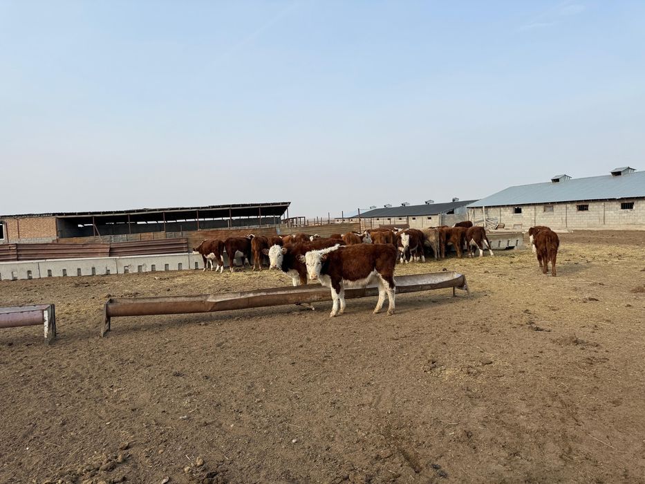 Племенной еркек бұзаулар