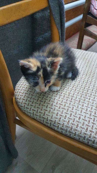 Отдам в хорошие руки котят.