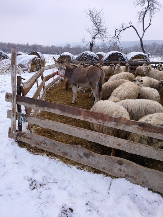 Vand Margarita de 3 ani