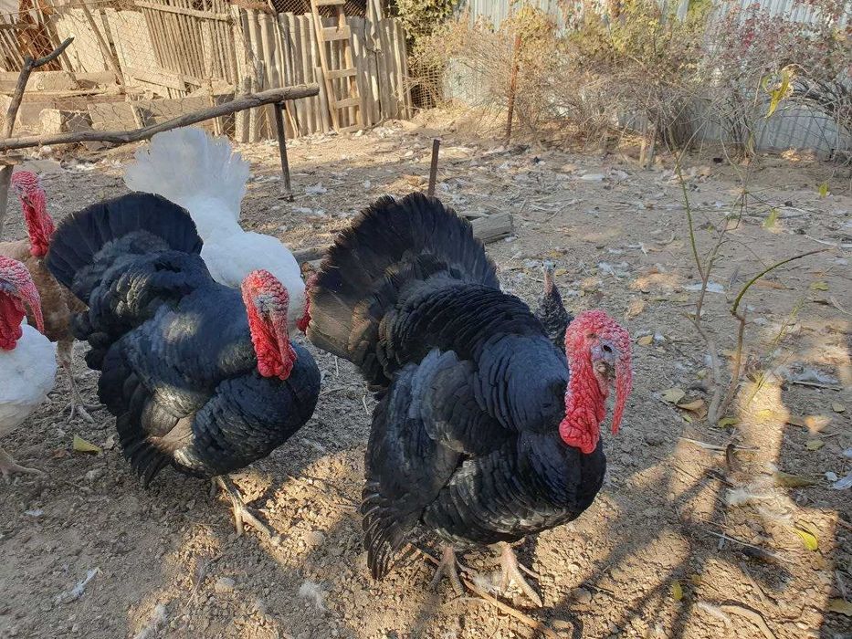Продажа Индюков Самцы