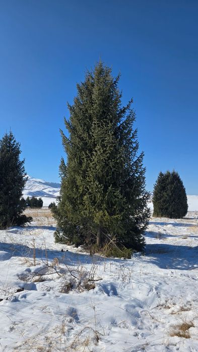 Ёлки таньшаньские 12м
