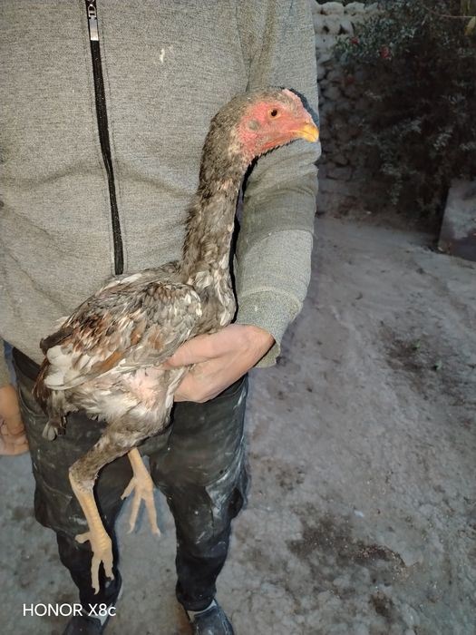 Aprel jujalar sotiladi