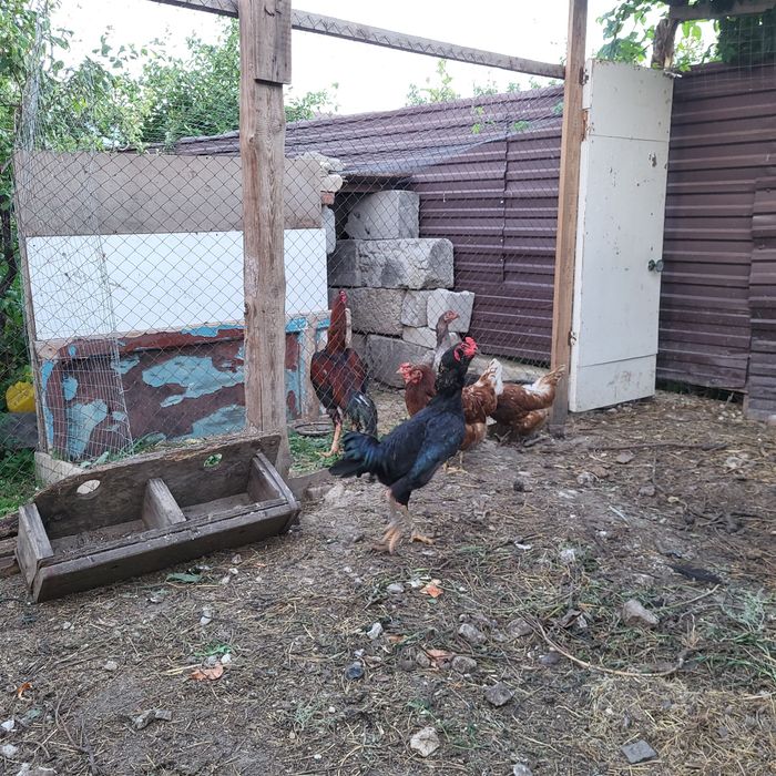 Продам бойцовского петуха Дакан