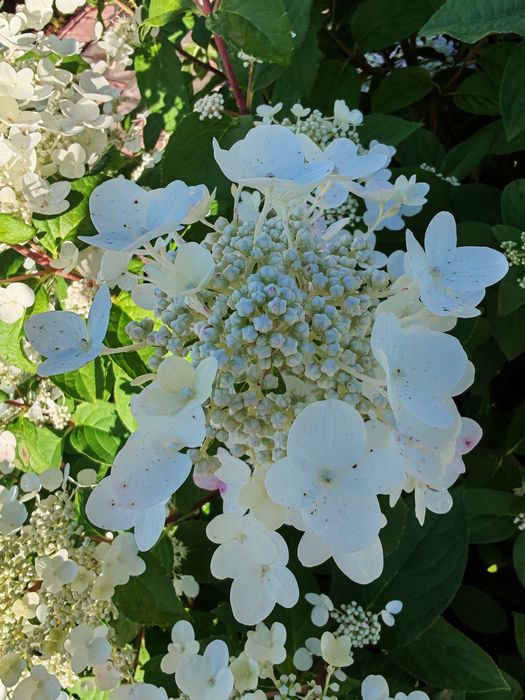 гортензия метельчатая Нуdrаngеа paniculata 7000