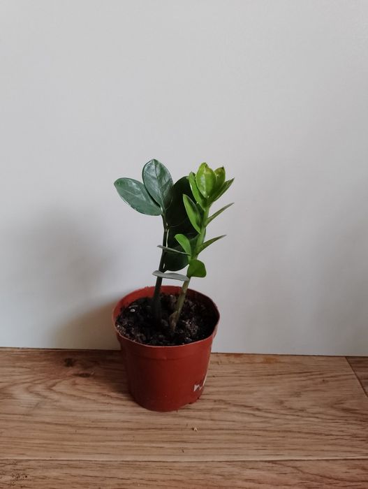 Замиокулькас долларовое дерево