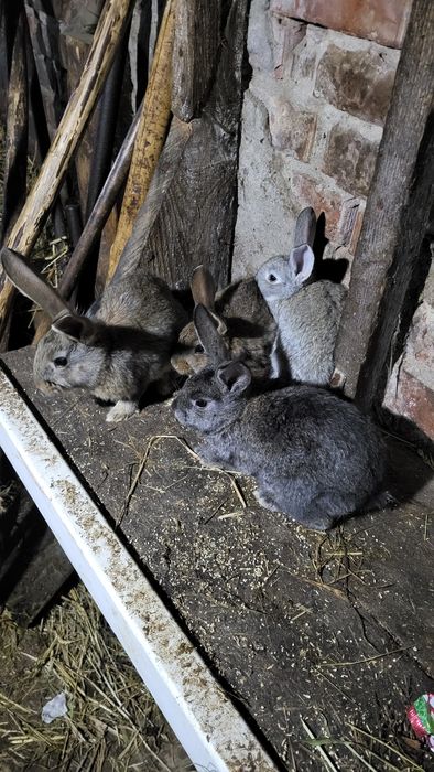 Продам кроликов...