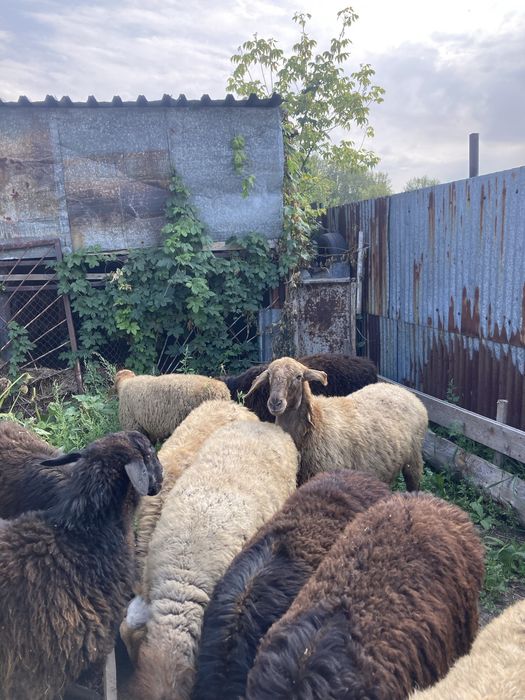 Продаются бараны