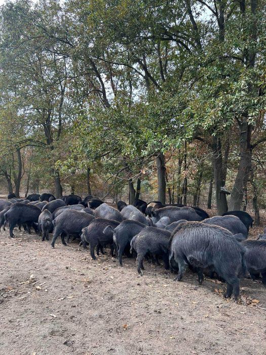 Продавам прасета източнобалканска порода
