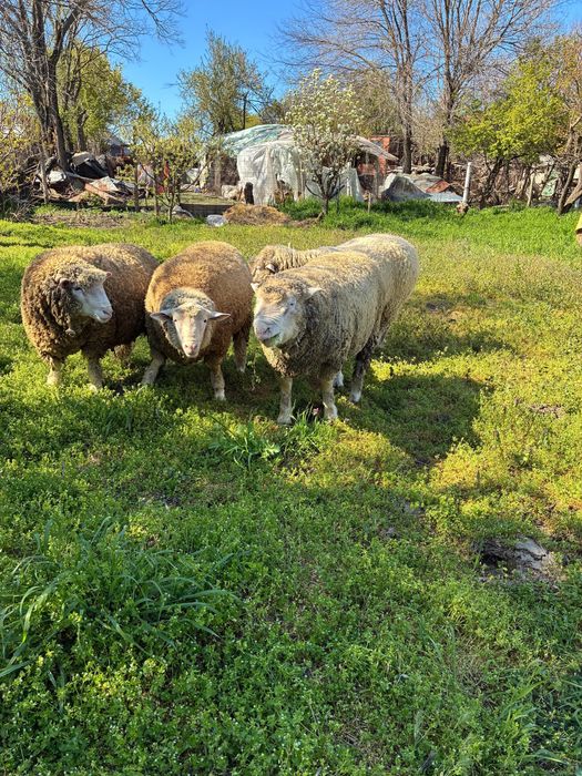 Berbecuti Il de France de monta