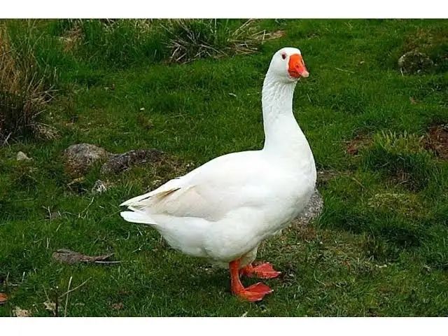 Гусиный жир. Қаздың майы