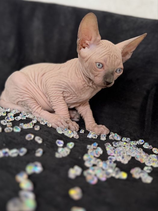 Sphynx Canadian pedigree si teste