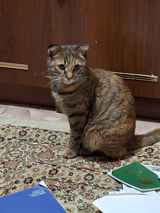 Отдам кошечку в добрые руки