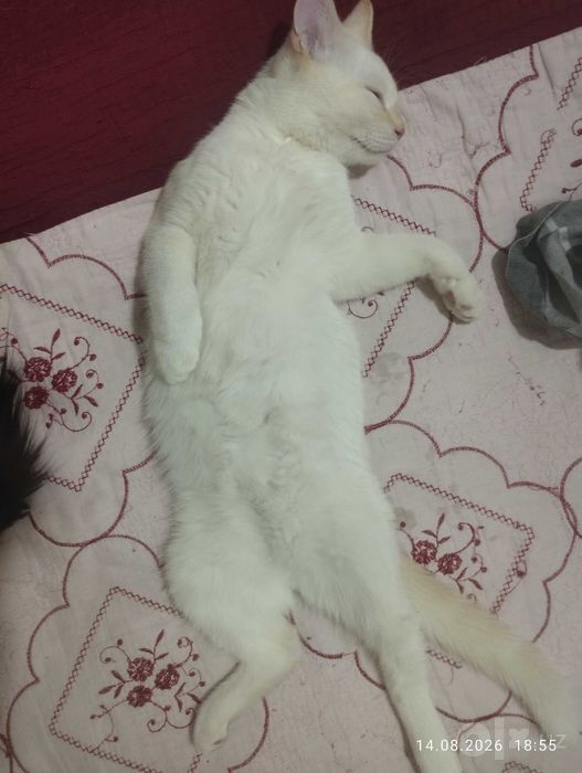 Mushuk sotiladi ogil bolla