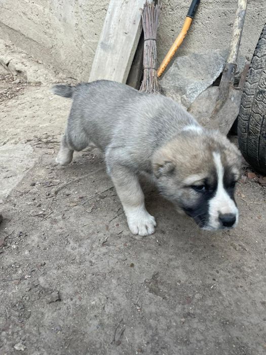 Продам щенков алабая