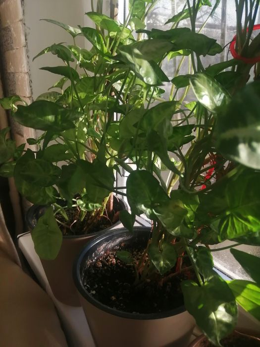 Цветы комнатные в горшках