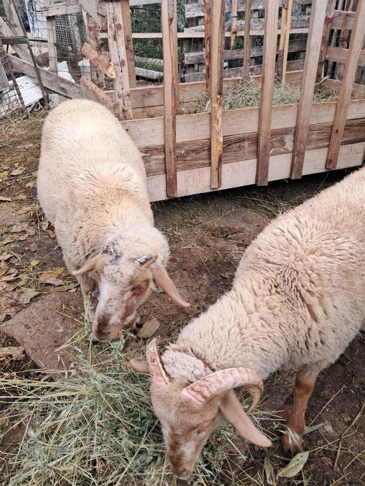 Berbecuți de vânzare